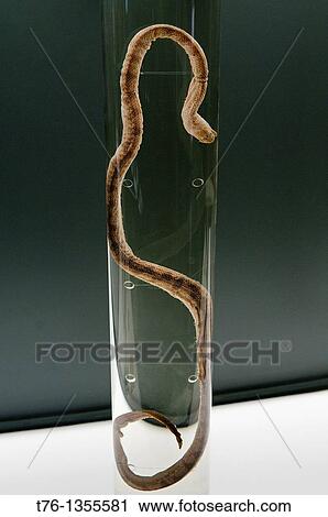 Beaked Sea Snake Enhydrina Schistosa View Large Photo Image Stock Image - Beaked Sea Snake Enhydrina Schistosa. Fotosearch