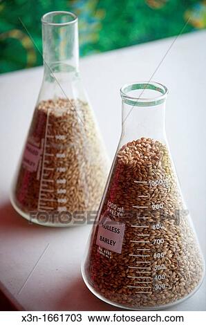 Beakers of barley seeds View Large Photo Image Stock Image - Beakers of barley seeds. Fotosearch