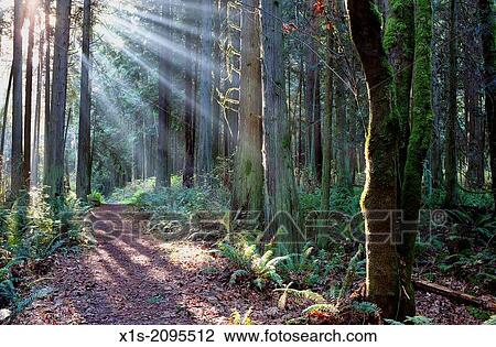 Stock Image - Beams of light cast light and shadows along a hiking trail in the Hansville, Washington, Greenway trail system.. Fotosearch