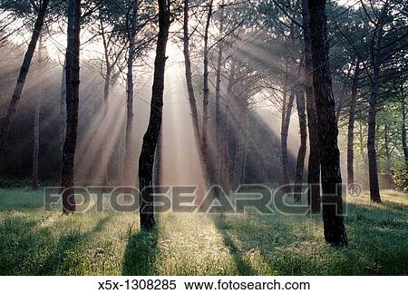 Beams of sunlight through trees, Pievescola, Tuscany, Italy View Large Photo Image Stock Photography - Beams of sunlight through trees, Pievescola, Tuscany, Italy. Fotosearch