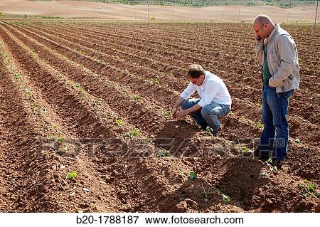 Bean growing fields, Agricultural Investigation and Research, Agricultural fields, High Ribera, Arga-Aragon Ribera, Navarre, Spain View Large Photo Image Stock Photo - Bean growing fields, Agricultural Investigation and Research, Agricultural fields, High Ribera, Arga-Aragon Ribera, Navarre, Spain. Fotosearch