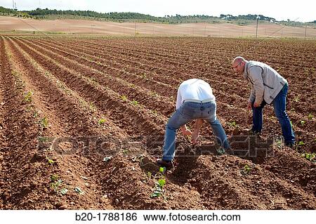Stock Photograph - Bean growing fields, Agricultural Investigation and Research, Agricultural fields, High Ribera, Arga-Aragon Ribera, Navarre, Spain. Fotosearch