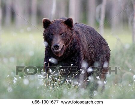 Stock Photo - Bear, Ursus arctos, Kuhmo, Finland.. Fotosearch