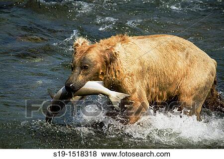 Stock Photo - Bear with a Salmon. Fotosearch