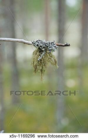 Beard lichen, Rokua National Park, Finland View Large Photo Image Stock Photograph - Beard lichen, Rokua National Park, Finland. Fotosearch