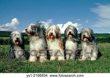 Bearded Collie Dog, sitting on Grass. View Large Photo Image Picture - Bearded Collie Dog, sitting on Grass.. Fotosearch