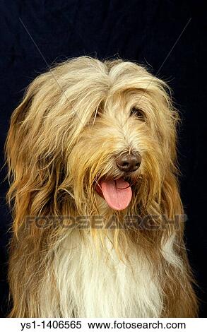Bearded Collie, head of adult against black background View Large Photo Image Stock Photography - Bearded Collie, head of adult against black background. Fotosearch