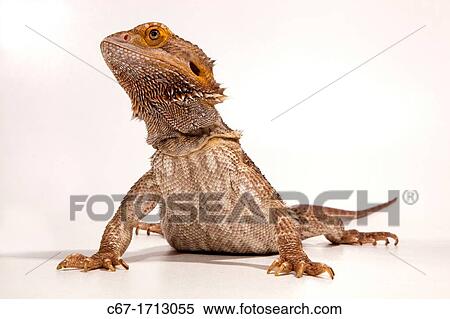 Bearded Dragon Pogona barbata View Large Photo Image Stock Photography - Bearded Dragon Pogona barbata. Fotosearch