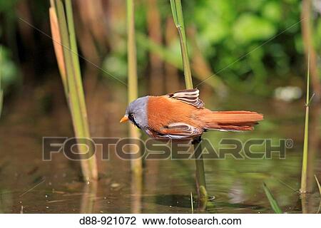 Bearded Reedling (Panurus biarmicus) View Large Photo Image Stock Image - Bearded Reedling (Panurus biarmicus). Fotosearch