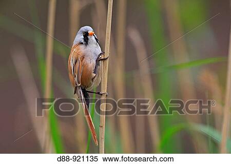 Bearded Reedling (Panurus biarmicus) View Large Photo Image Stock Photography - Bearded Reedling (Panurus biarmicus). Fotosearch