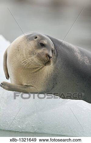 Stock Photo - Bearded seal Erignathus barbatus swimming amongst the ice near Storpollen Glacier in the Svalbard Archipelago, Barents Sea, Norway. Fotosearch