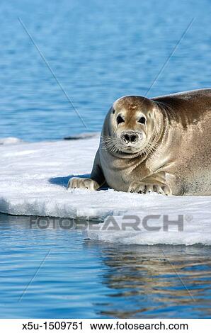 Stock Image - Bearded seals are at risk due to global warming or climate change in the ARctic as they are dependent on sea ice to breed. Fotosearch