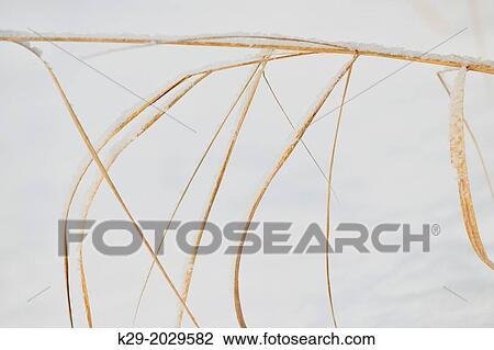 Bearded shorthusk (Brachyelytrum erectum) grass blades with a light dusting of snow, Greater Sudbury (Lively), Ontario, Canada View Large Photo Image Stock Image - Bearded shorthusk (Brachyelytrum erectum) grass blades with a light dusting of snow, Greater Sudbury (Lively), Ontario, Canada. Fotosearch