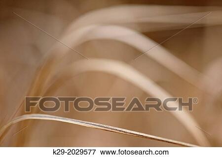 Bearded shorthusk grass (Brachyelytrum erectum) Leaves in late autumn, Greater Sudbury (Lively), Ontario, Canada View Large Photo Image Stock Photo - Bearded shorthusk grass (Brachyelytrum erectum) Leaves in late autumn, Greater Sudbury (Lively), Ontario, Canada. Fotosearch