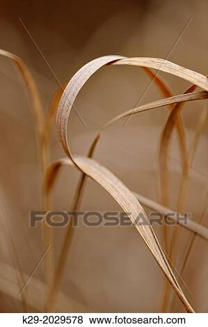 Bearded shorthusk grass (Brachyelytrum erectum) Leaves in late autumn, Greater Sudbury (Lively), Ontario, Canada View Large Photo Image Stock Photo - Bearded shorthusk grass (Brachyelytrum erectum) Leaves in late autumn, Greater Sudbury (Lively), Ontario, Canada. Fotosearch