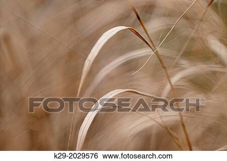 Stock Photograph - Bearded shorthusk grass (Brachyelytrum erectum) Leaves in late autumn, Greater Sudbury (Lively), Ontario, Canada. Fotosearch