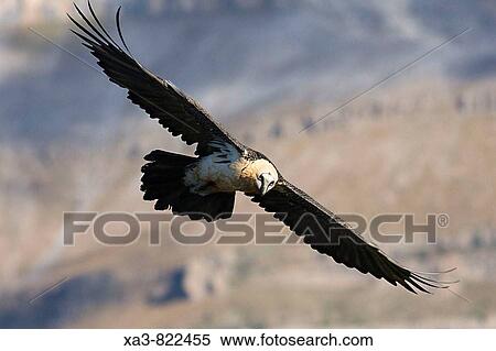 Bearded vulture, Gypaetus barbatus, in flight View Large Photo Image Stock Photography - Bearded vulture, Gypaetus barbatus, in flight. Fotosearch