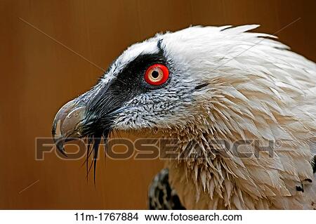 Picture - Bearded Vulture, gypaetus barbatus, Head of Adult. Fotosearch