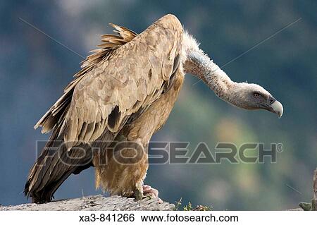 Stock Photograph - Bearded vulture Gyps fulvus at Ordesa and monte perdido national park, Huesca province, Aragon, Pyrenees, Spain. Fotosearch