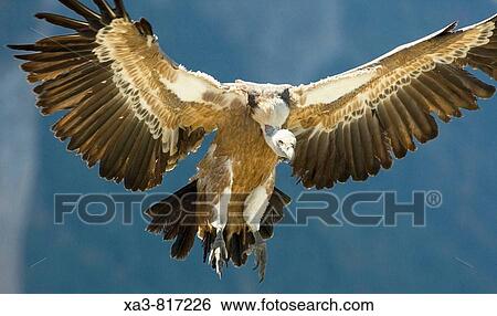 Stock Photograph - Bearded vulture Gyps fulvus with opened wings. Fotosearch