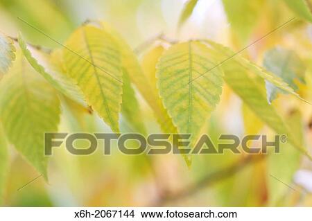 beautiful autumn hues of the zelkova serrata keyaki tree. View Large Photo Image Picture - beautiful autumn hues of the zelkova serrata keyaki tree.. Fotosearch