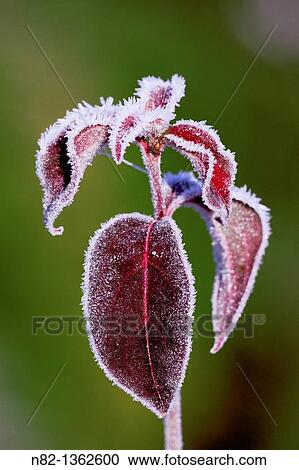 Beautiful autumn leaves with hoar frost of the Hardy Small Tree in a garden Cornus kousa chinensis - Bavaria/Germany View Large Photo Image Stock Image - Beautiful autumn leaves with hoar frost of the Hardy Small Tree in a garden Cornus kousa chinensis - Bavaria/Germany. Fotosearch