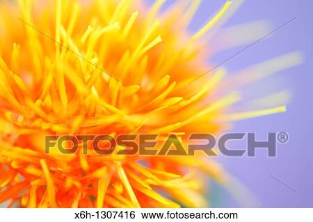 Beautiful Close Up of the Safflower View Large Photo Image Stock Photograph - Beautiful Close Up of the Safflower. Fotosearch