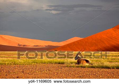 Beautiful colours in the desert in rainy season, Namib-Naukluft National Park, Namib desert, Namibia View Large Photo Image Stock Photography - Beautiful colours in the desert in rainy season, Namib-Naukluft National Park, Namib desert, Namibia. Fotosearch