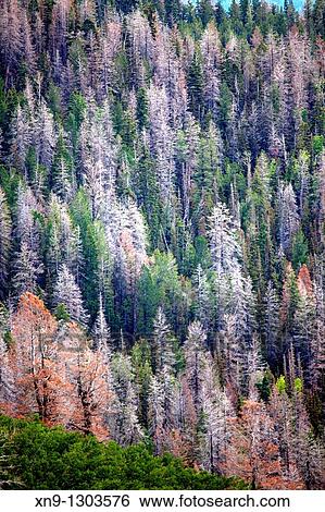 Beautiful colours in the forest, near to Bryce Canyon National Park, Utah, USA View Large Photo Image Stock Photograph - Beautiful colours in the forest, near to Bryce Canyon National Park, Utah, USA. Fotosearch