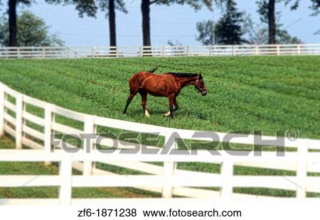Stock Photo - Beautiful expensive horse farm with white fence with horse grazing for Kentucky Derby type horses near Lexington Kentucky USA. Fotosearch