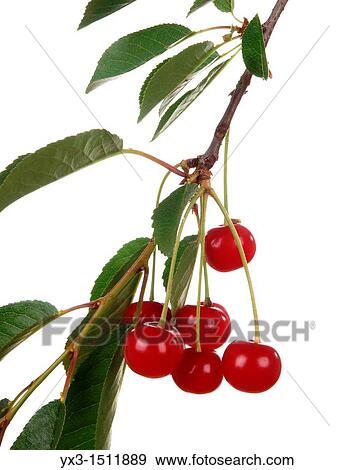 Beautiful Fresh Sour Cherries on Branch isolated on white background View Large Photo Image Stock Photo - Beautiful Fresh Sour Cherries on Branch isolated on white background. Fotosearch