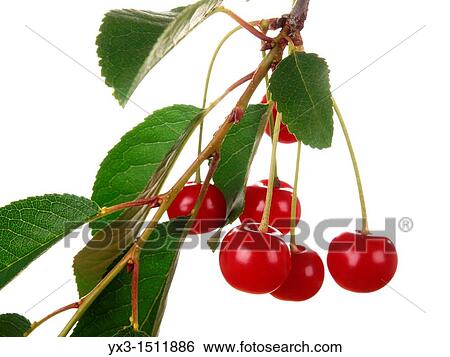 Beautiful Fresh Sour Cherries on Branch isolated on white background View Large Photo Image Stock Photograph - Beautiful Fresh Sour Cherries on Branch isolated on white background. Fotosearch