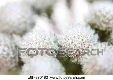 Beautiful Full Frame Brunia Round Flower Heads View Large Photo Image Stock Image - Beautiful Full Frame Brunia Round Flower Heads. Fotosearch