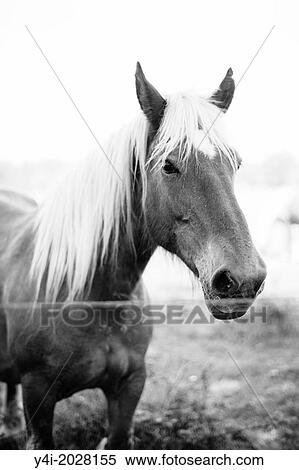 Stock Photography - Beautiful horse. Parentis-en-Born. Aquitaine. Landes. France. Europe.. Fotosearch
