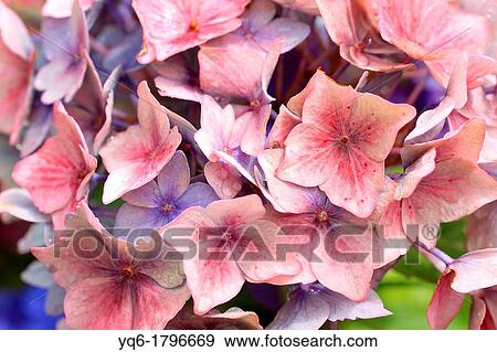 Beautiful hortensia, hydrangeaceae flowers in bloom View Large Photo Image Stock Photo - Beautiful hortensia, hydrangeaceae flowers in bloom. Fotosearch