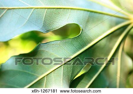 Stock Image - Beautiful Japanese Aralia Leaf in a Contemporary Style. Fotosearch
