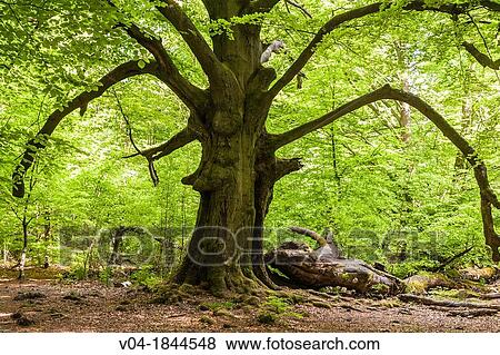 Beautiful large tree in the Reinhardswald, Hesse, Germany, Europe View Large Photo Image Stock Photo - Beautiful large tree in the Reinhardswald, Hesse, Germany, Europe. Fotosearch