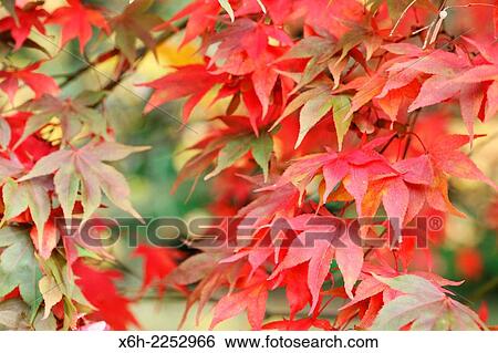 beautiful maple leaves turning colour in Autumn. View Large Photo Image Stock Photograph - beautiful maple leaves turning colour in Autumn.. Fotosearch
