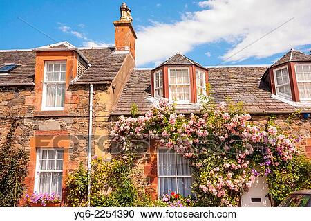 Stock Image - Beautiful old cottage with climbing roses in Scotland.. Fotosearch