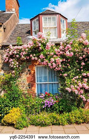 Stock Image - Beautiful old cottage with climbing roses in Scotland.. Fotosearch