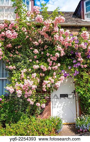 Beautiful old cottage with climbing roses in Scotland. View Large Photo Image Stock Image - Beautiful old cottage with climbing roses in Scotland.. Fotosearch