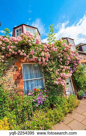 Beautiful old cottage with climbing roses in Scotland. View Large Photo Image Stock Photography - Beautiful old cottage with climbing roses in Scotland.. Fotosearch