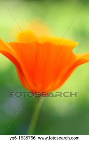 Stock Photograph - Beautiful orange poppies in the garden. Fotosearch