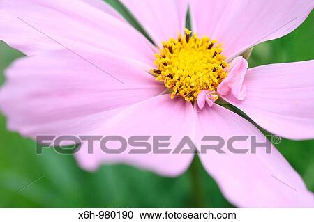 Beautiful Pink Flower Cosmos Sonata Gorgeous Fern-like Foliage View Large Photo Image Stock Image - Beautiful Pink Flower Cosmos Sonata Gorgeous Fern-like Foliage. Fotosearch