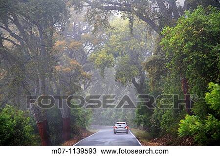 Beautiful road through the Natural Park Sierra Norte de Sevilla. Andalucia, Spain View Large Photo Image Stock Image - Beautiful road through the Natural Park Sierra Norte de Sevilla. Andalucia, Spain. Fotosearch