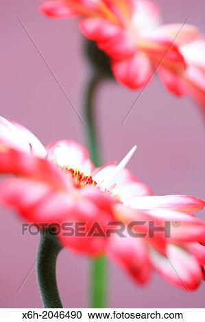 Stock Image - beautiful still life of white and red tipped gerberas on purple. Fotosearch
