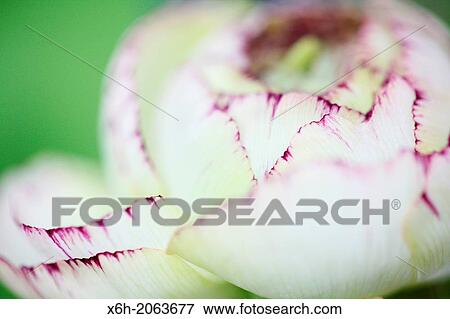 beautiful white ranunculus with dark pink tipped petals. View Large Photo Image Stock Photo - beautiful white ranunculus with dark pink tipped petals.. Fotosearch