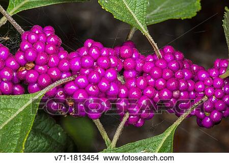 Beauty Berry Callicarpa americana at Corolla, NC USA Outer Banks View Large Photo Image Picture - Beauty Berry Callicarpa americana at Corolla, NC USA Outer Banks. Fotosearch