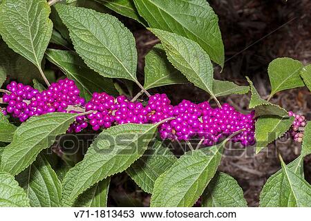 Beauty Berry Callicarpa americana at Corolla, NC USA Outer Banks View Large Photo Image Stock Image - Beauty Berry Callicarpa americana at Corolla, NC USA Outer Banks. Fotosearch