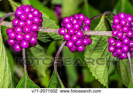 Stock Image - Beauty Berry Callicarpa americana.. Fotosearch